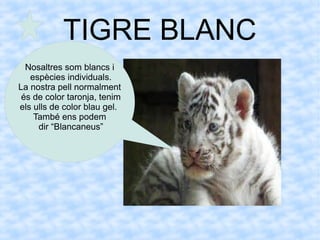 TIGRE BLANC
Nosaltres som blancs i
espècies individuals.
La nostra pell normalment
és de color taronja, tenim
els ulls de color blau gel.
També ens podem
dir “Blancaneus”
 