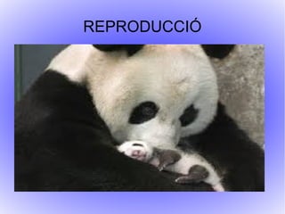 REPRODUCCIÓ
 