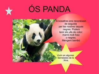 ÓS PANDA
A nosaltres ens reconèixen
de seguida
per les nostres taques
negres. Podem
tenir els ulls de color:
marró molt fosc
o negres.
Mengem bambú
Vivim en algunes
Serralades de la
Xina.
 