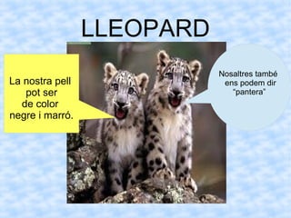 LLEOPARD
Nosaltres també
ens podem dir
“pantera”
La nostra pell
pot ser
de color
negre i marró.
 