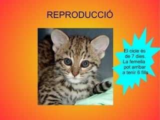 REPRODUCCIÓ
El cicle és
de 7 dies.
La femella
pot arribar
a tenir 6 fills
 