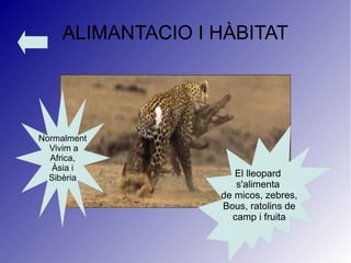 ALIMANTACIO I HÀBITAT
El lleopard
s'alimenta
de micos, zebres,
Bous, ratolins de
camp i fruita
Normalment
Vivim a
Africa,
Àsia i
Sibèria
 