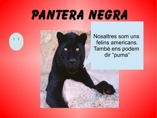 PANTERA NEGRA
Nosaltres som uns
felins americans.
També ens podem
dir “puma”
 