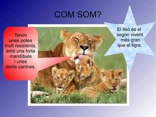 COM SOM?
El lleó és el
segon vivent
més gran
que el tigre.
Tenim
unes potes
molt resistents,
amb una forta
mandíbula
i unes
dents canines.
 