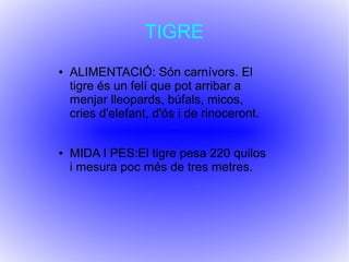 TIGRE
● ALIMENTACIÓ: Són carnívors. El
tigre és un felí que pot arribar a
menjar lleopards, búfals, micos,
cries d'elefant, d'ós i de rinoceront.
● MIDA I PES:El tigre pesa 220 quilos
i mesura poc més de tres metres.
 