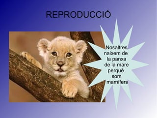 REPRODUCCIÓ
Nosaltres
naixem de
la panxa
de la mare
perquè
som
mamífers
 