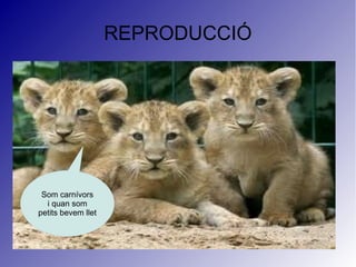 REPRODUCCIÓ
Som carnívors
i quan som
petits bevem llet
 