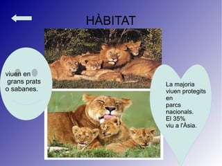 HÀBITAT
viuen en
grans prats
o sabanes.
La majoria
viuen protegits
en
parcs
nacionals.
El 35%
viu a l'Àsia.
 