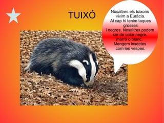 TUIXÓ
Nosaltres els tuixons
vivim a Euràcia.
Al cap hi tenim taques
grosses
i negres. Nosaltres podem
ser de color negre,
marró o blanc.
Mengem insectes
com les vespes.
 