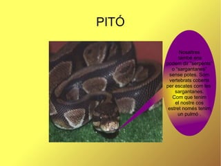PITÓ
Nosaltres
també ens
podem dir “serpents”
o “sargantanes”
sense potes. Som
vertebrats coberts
per escates com les
sargantanes.
Com que tenim
el nostre cos
estret només tenim
un pulmó .
 