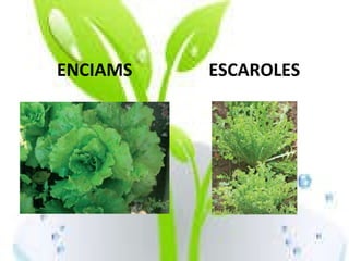 ENCIAMS ESCAROLES 