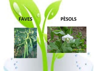 FAVES PÈSOLS 