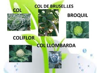 COLIFLOR COL DE BRUSEL.LES COL COL LLOMBARDA BROQUIL 