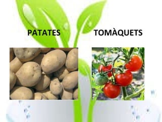 PATATES TOMÀQUETS 