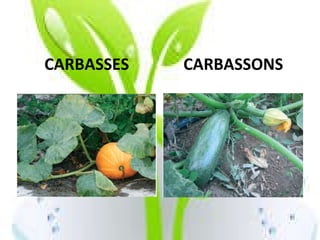 CARBASSES CARBASSONS 