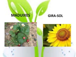 MADUIXES GIRA-SOL                                   