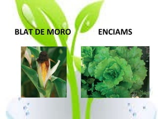 BLAT DE MORO ENCIAMS 