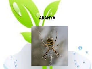 ARANYA 
