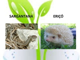 SARGANTANA  ERIÇÓ 