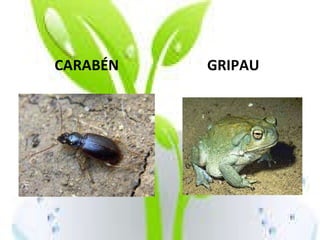 CARABÉN GRIPAU 