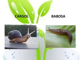 CARGOL BABOSA 