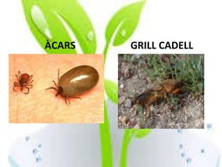 ÀCARS GRILL CADELL 