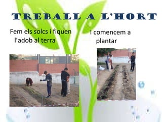 Fem els solcs i fiquen l’adob al terra I comencem a plantar Treball a l’hort 