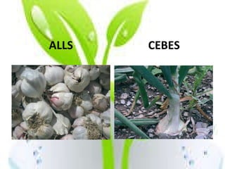 ALLS CEBES 