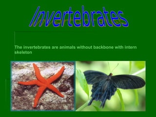 Invertebrates presentation | PDF