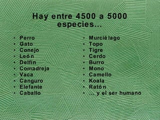 Hay entre 4500 a 5000 especies… Perro Gato Conejo Le ón Delfín Comadreja Vaca Canguro Elefante Caballo Murci élago Topo Tigre Cerdo Burro Mono Camello Koala Ratón …  y el ser humano 