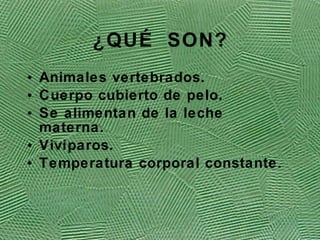 ¿QU É SON? Animales vertebrados. Cuerpo cubierto de pelo. Se alimentan de la leche materna. Viv íparos. Temperatura corporal constante. 