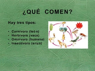 ¿QU É COMEN ? Hay tres tipos: Carn ívoro (león) Herb ívoro (vaca) Omnívoro (humano) Insectívoro (erizo) 