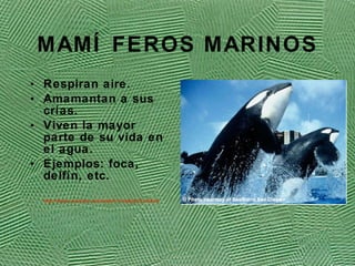 MAM ÍFEROS MARINOS Respiran aire. Amamantan a sus cr ías. Viven la mayor parte de su vida en el agua. Ejemplos: foca, delfín, etc. http://www.youtube.com/watch?v=q6uXcCuGSxA   