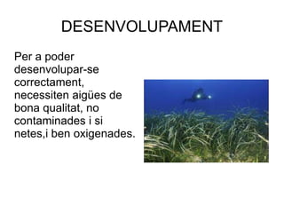 DESENVOLUPAMENT Per a poder desenvolupar-se correctament, necessiten aigües de bona qualitat, no contaminades i si netes,i ben oxigenades. 