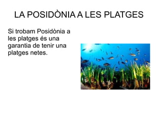 LA POSIDÒNIA A LES PLATGES Si trobam Posidònia a les platges és una garantia de tenir una platges netes. 