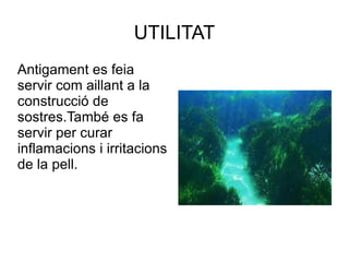 UTILITAT Antigament es feia servir com aillant a la construcció de sostres.També es fa servir per curar inflamacions i irritacions de la pell.  