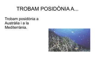 TROBAM POSIDÒNIA A... Trobam posidònia a Austràlia i a la Mediterrània. 