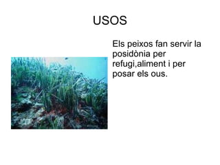 USOS Els peixos fan servir la posidònia per refugi,aliment i per posar els ous. 