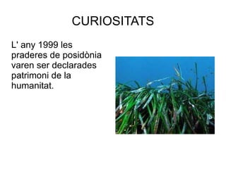 CURIOSITATS L' any 1999 les praderes de posidònia varen ser declarades patrimoni de la humanitat. 