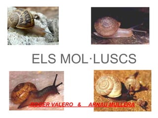 ELS MOL·LUSCS


-ROGER VALERO &   ARNAU MULLERA
 