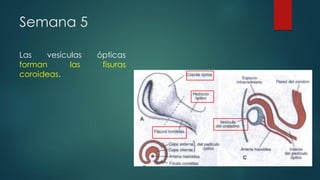 Semana 5
Las vesículas ópticas
forman las fisuras
coroideas.
 