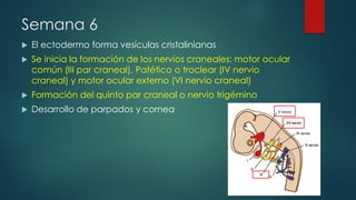 Semana 6
 El ectodermo forma vesículas cristalinianas
 Se inicia la formación de los nervios craneales: motor ocular
común (III par craneal), Patético o troclear (IV nervio
craneal) y motor ocular externo (VI nervio craneal)
 Formación del quinto par craneal o nervio trigémino
 Desarrollo de parpados y cornea
 