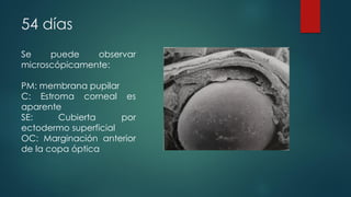 54 días
Se puede observar
microscópicamente:
PM: membrana pupilar
C: Estroma corneal es
aparente
SE: Cubierta por
ectodermo superficial
OC: Marginación anterior
de la copa óptica
 