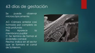 63 días de gestación
Se puede observar
microscópicamente:
AC: Cámara anterior casi
formada por completo es
más profunda .
PM: Aparece la
membrana pupilar
C: Se termina de formar el
endotelio corneal
Flecha: indica en el sector
que se formara el canal
de Schlemm.
 