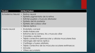 TEJIDO ESTRUCTURAS
Ectodermo Neural • Retina neural
• Epitelio pigmentario de la retina
• Esfínter pupilar y musculo dilatador
• Epitelio del iris posterior
• Epitelio del cuerpo ciliar
• Nervio óptico
Cresta neural • Endotelio corneal
• Malla trabecular
• Estroma de la cornea, iris y musculo ciliar
• Coroides y esclera
• Tejido conectivo perivascular y células musculares lisas
• Meninges del nervio óptico
• Cartílago y hueso orbitario
• Tejido conectivo de los músculos oculares extrínsecos
• Zonulas
• Vítreo secundario
 