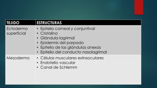 TEJIDO ESTRUCTURAS
Ectodermo
superficial
• Epitelio corneal y conjuntival
• Cristalino
• Glándula lagrimal
• Epidermis del parpado
• Epitelio de las glándulas anexas
• Epitelio del conducto nasolagrimal
Mesodermo • Células musculares extraoculares
• Endotelio vascular
• Canal de Schlemm
 
