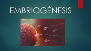 EMBRIOGÉNESIS
 