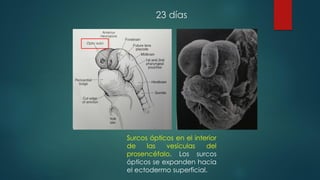 23 días
Surcos ópticos en el interior
de las vesículas del
prosencéfalo. Los surcos
ópticos se expanden hacia
el ectodermo superficial.
 