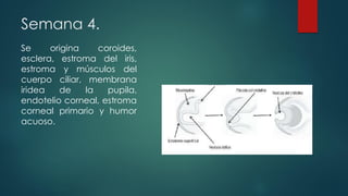 Semana 4.
Se origina coroides,
esclera, estroma del iris,
estroma y músculos del
cuerpo ciliar, membrana
iridea de la pupila,
endotelio corneal, estroma
corneal primario y humor
acuoso.
 