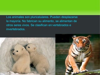 Los animales son pluricelulares. Pueden desplazarse la mayoría. No fabrican su alimento, se alimentan de otros seres vivos. Se clasifican en:vertebrados e invertebrados.